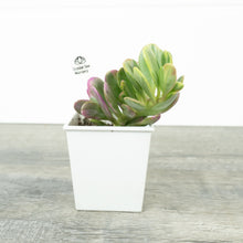 Senecio jacobsenii Variegated - Trailing Jade