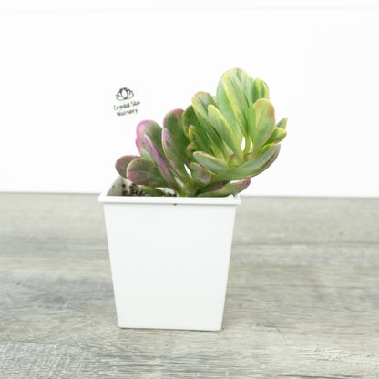 Senecio jacobsenii Variegated - Trailing Jade