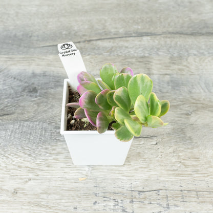 Senecio jacobsenii Variegated - Trailing Jade