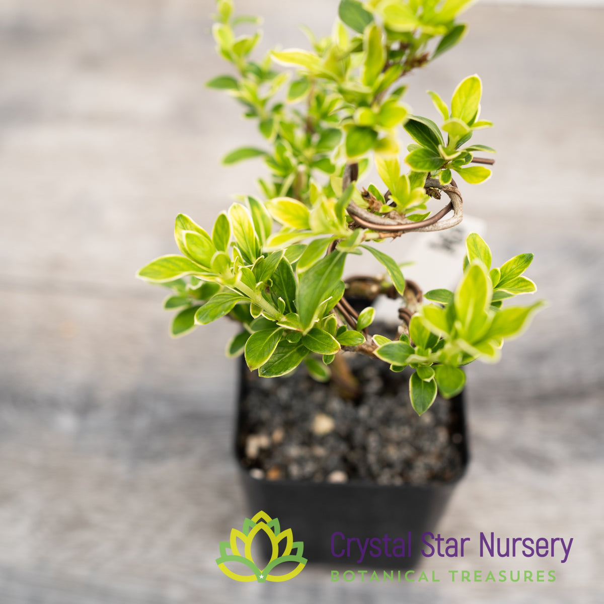 Serissa Foetida Variegated Pre-Bonsai