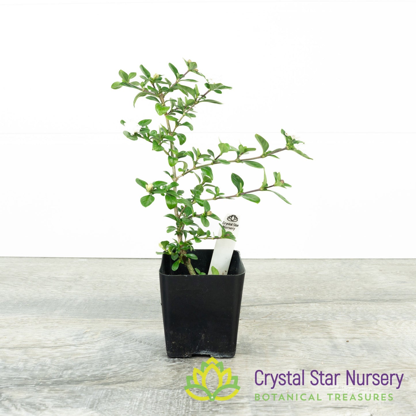 Serissa Foetida 'Double white' Pre Bonsai