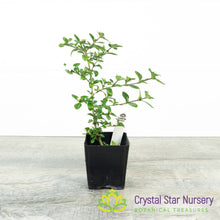 Serissa Foetida 'Double white' Pre Bonsai