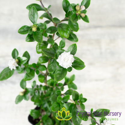 Serissa Foetida 'Double white' Pre Bonsai