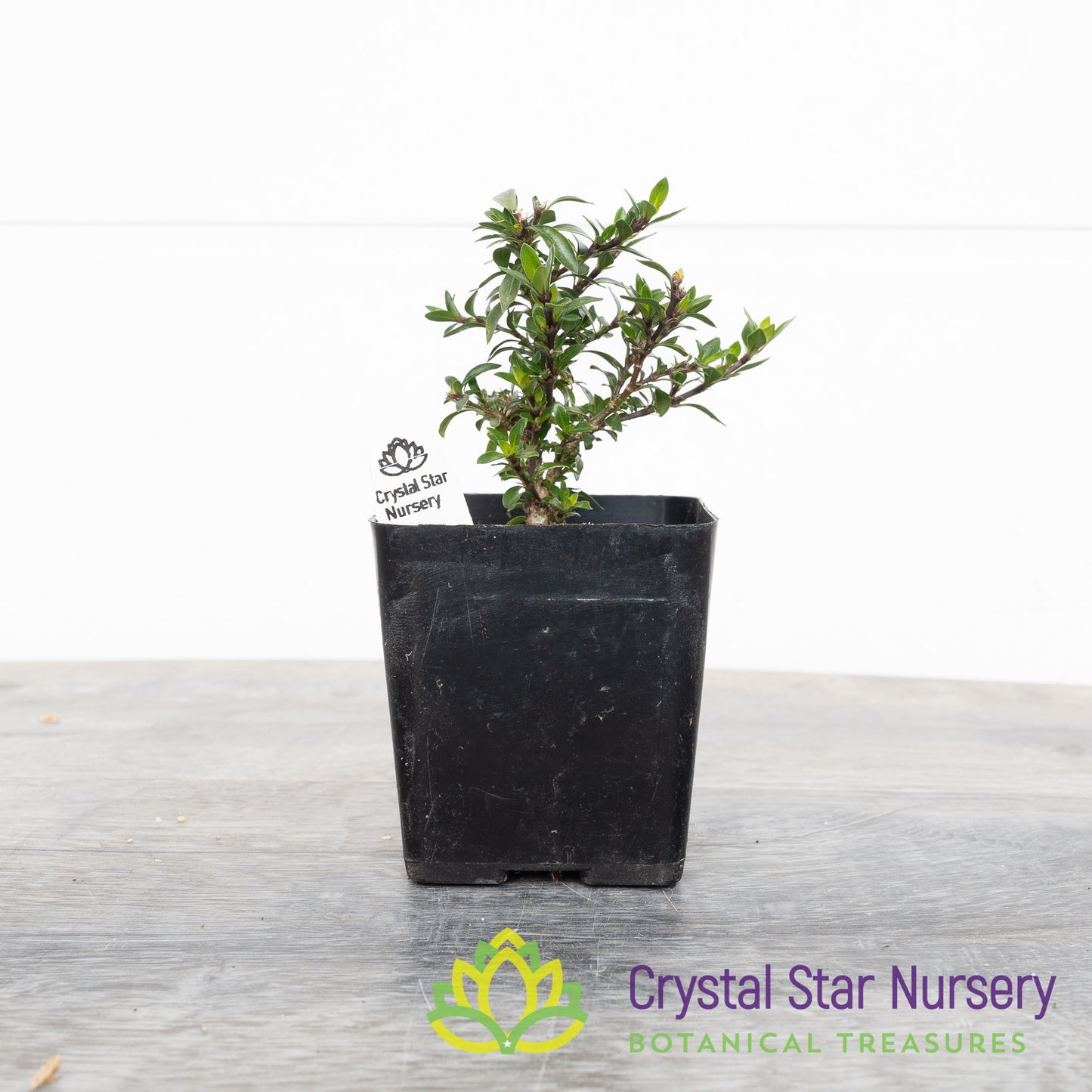 Serissa Foetida 'Kyoto' Pre Bonsai