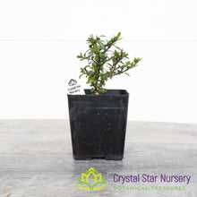 Serissa Foetida 'Kyoto' Pre Bonsai