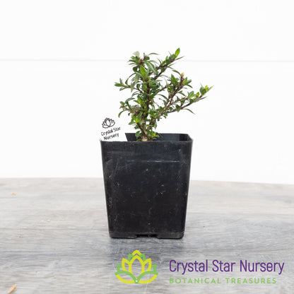 Serissa Foetida 'Kyoto' Pre Bonsai