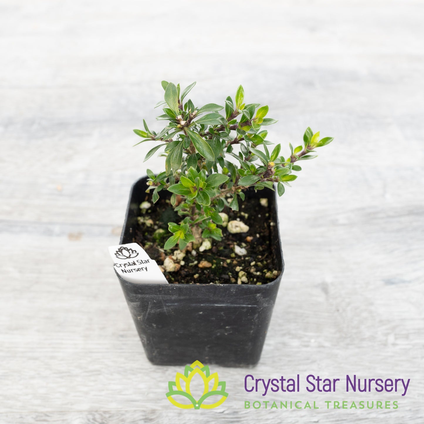 Serissa Foetida 'Kyoto' Pre Bonsai