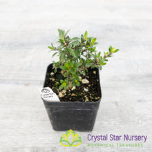 Serissa Foetida 'Kyoto' Pre Bonsai