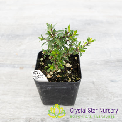 Serissa Foetida 'Kyoto' Pre Bonsai