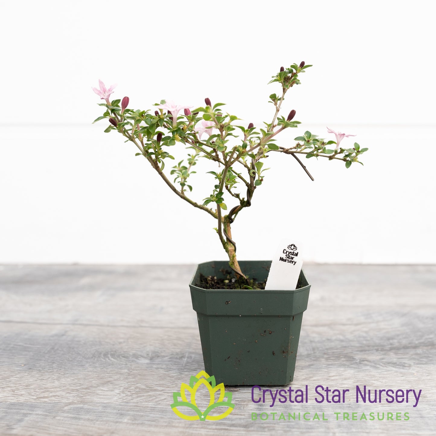 Serissa foetida (Pink) Pre Bonsai