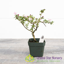 Serissa foetida (Pink) Pre Bonsai