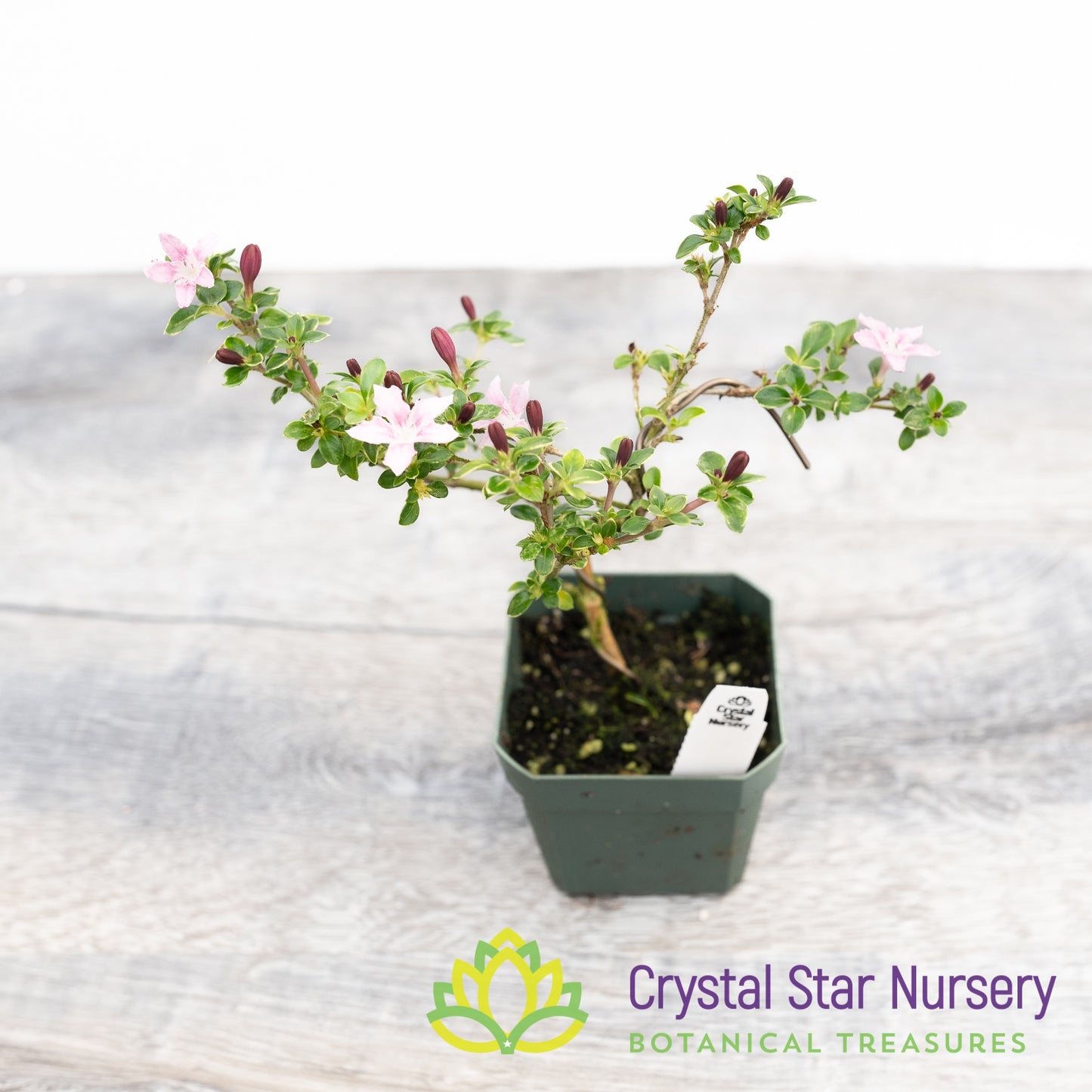 Serissa foetida (Pink) Pre Bonsai