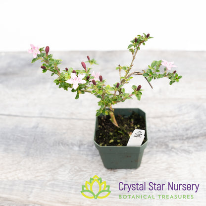 Serissa foetida (Pink) Pre Bonsai