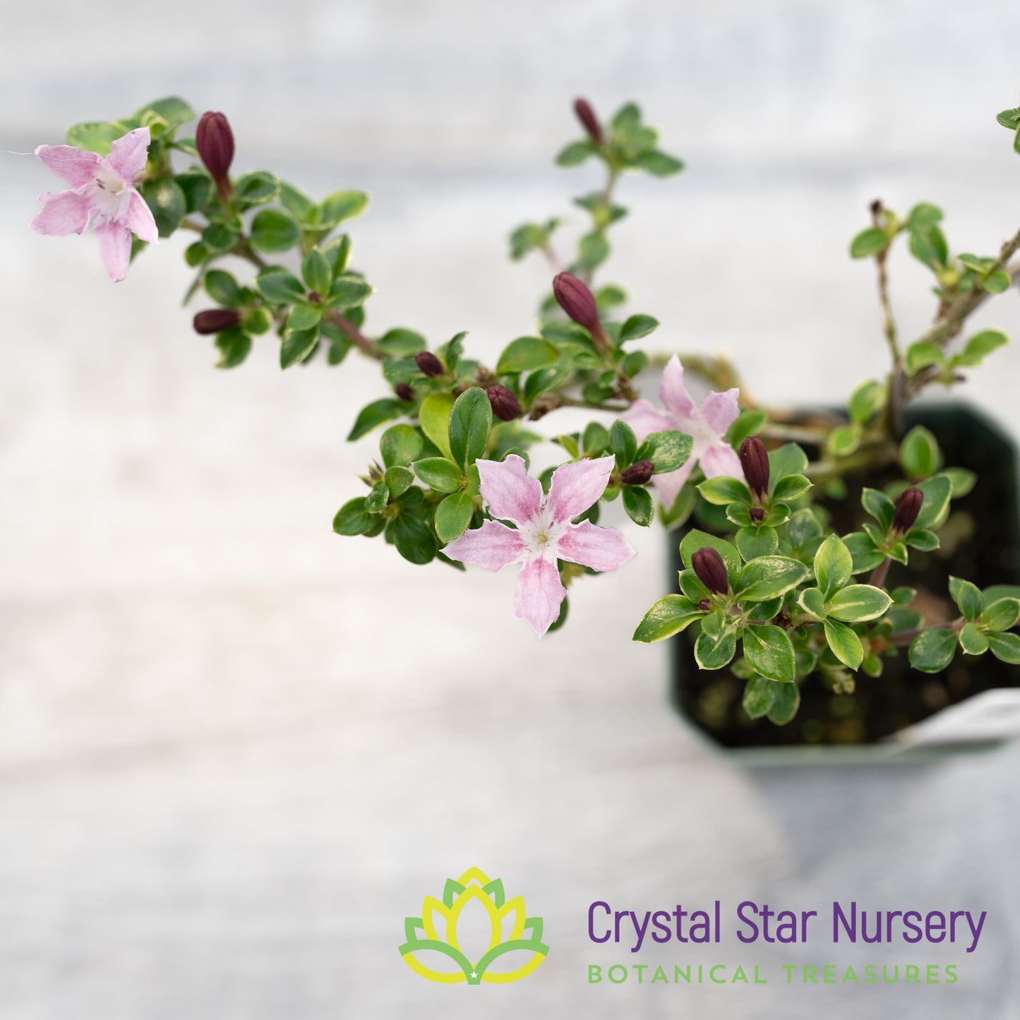 Serissa foetida (Pink) Pre Bonsai
