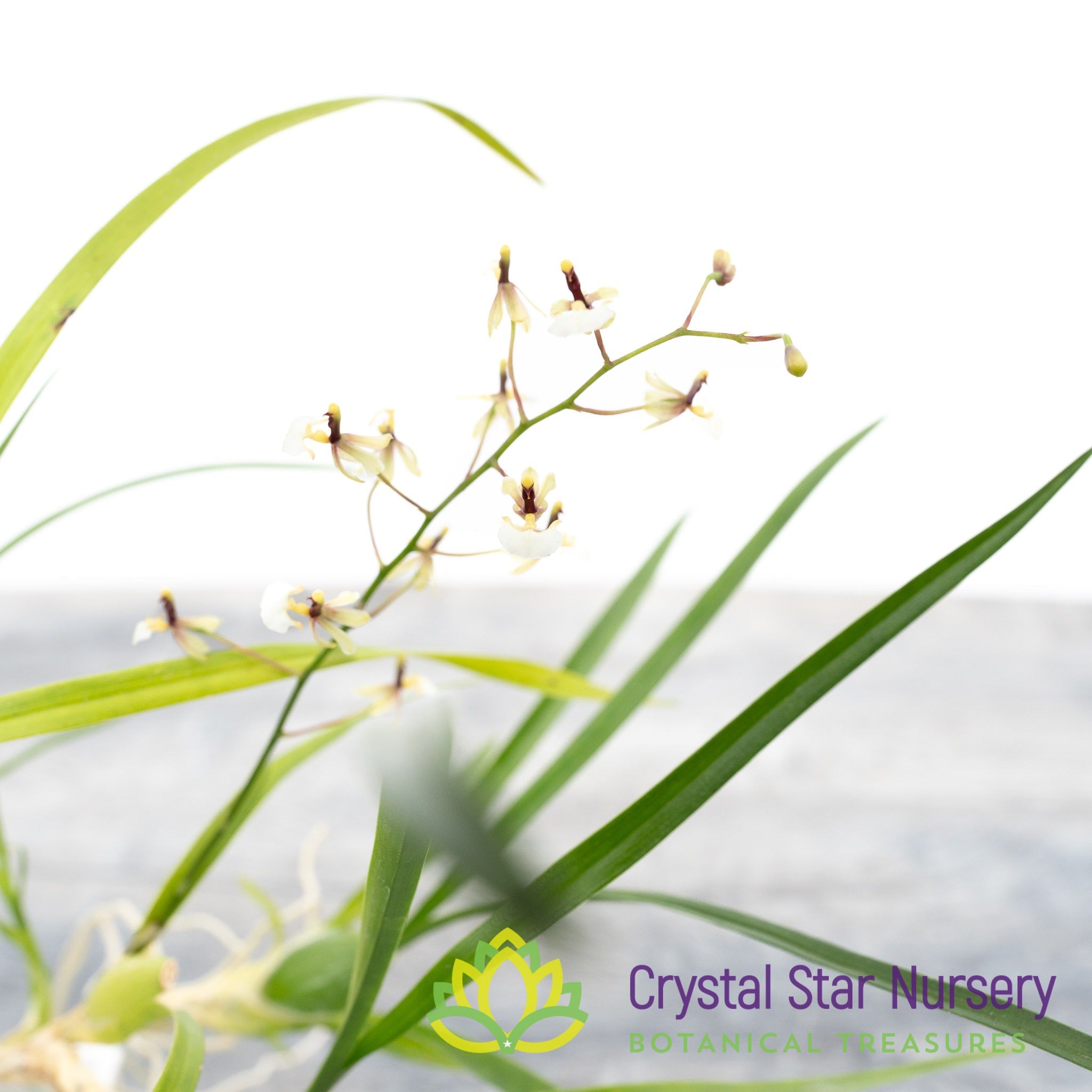 Sigmatostalix (Gomesa) Radicans 'Kingbrook' – Crystal Star Nursery