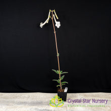 Sinningia tubiflora