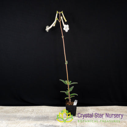 Sinningia tubiflora