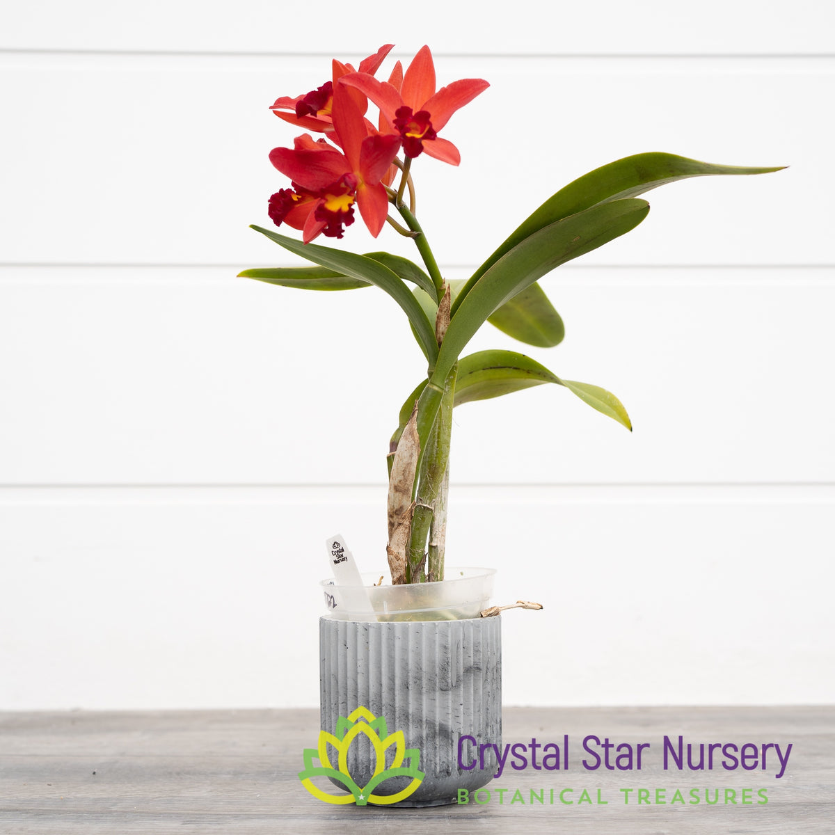 Cattelya Keira&#39;s Treasure &#39;CSN&#39; AM/AOS (139)