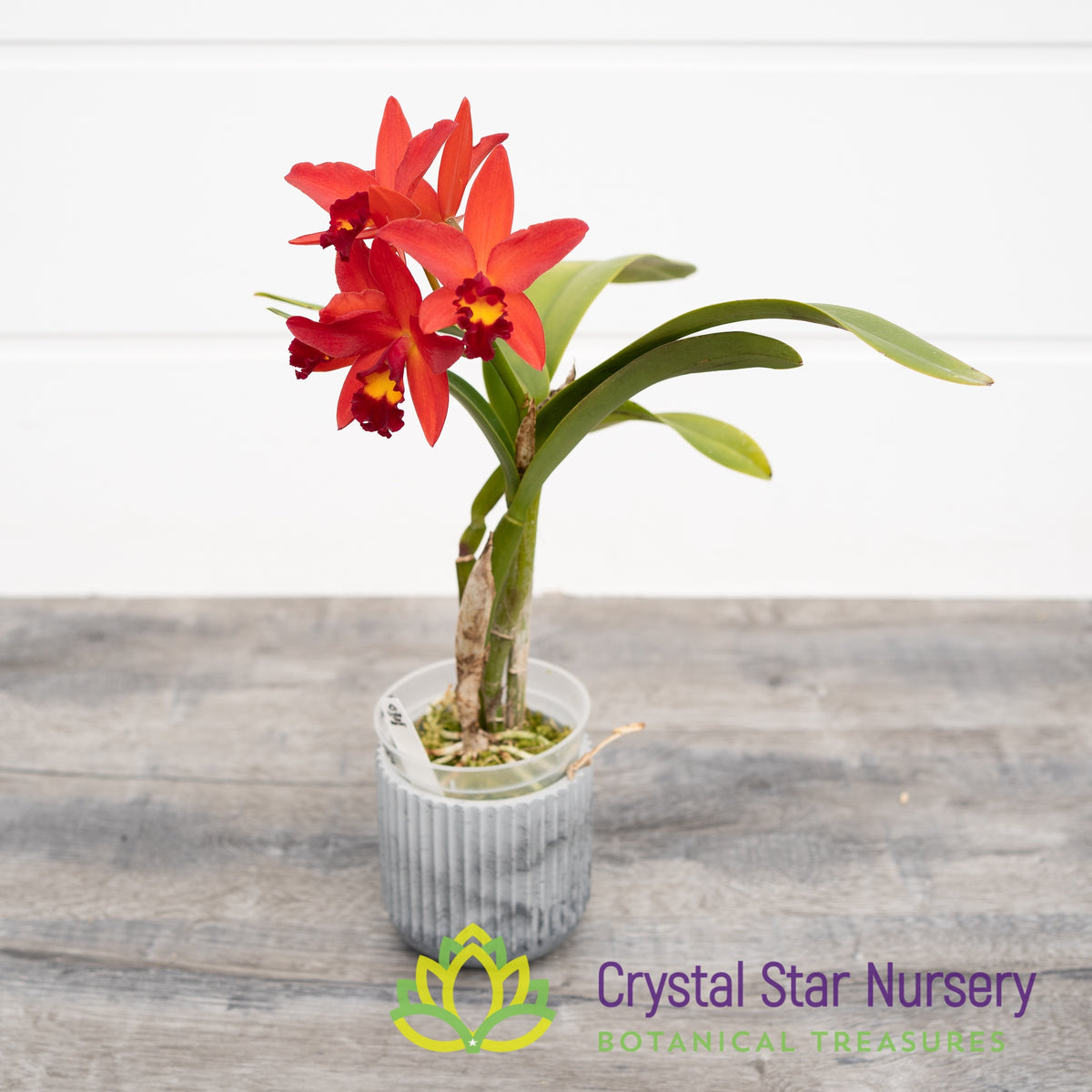 Cattelya Keira&#39;s Treasure &#39;CSN&#39; AM/AOS (139)