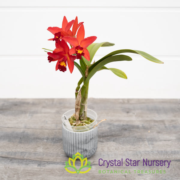 Cattelya Keira's Treasure 'CSN' AM/AOS (139) Crystal Star Nursery