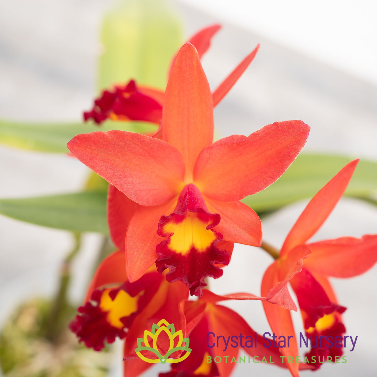Cattelya Keira&#39;s Treasure &#39;CSN&#39; AM/AOS (139)