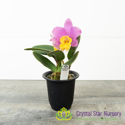 Sophrocattleya Crystelle Smith 'N.R' HCC/AOS (CTA-502)