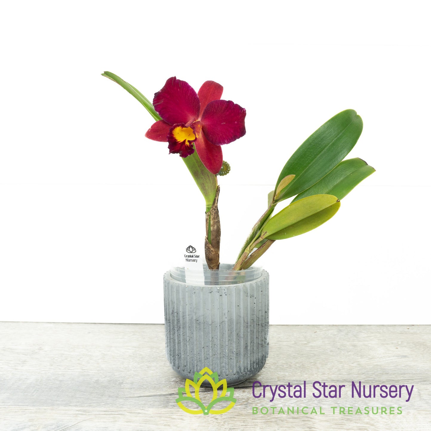 Sophrolaeliocattleya Wendy's Valentine 'June' AM/AOS