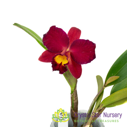 Sophrolaeliocattleya Wendy's Valentine 'June' AM/AOS