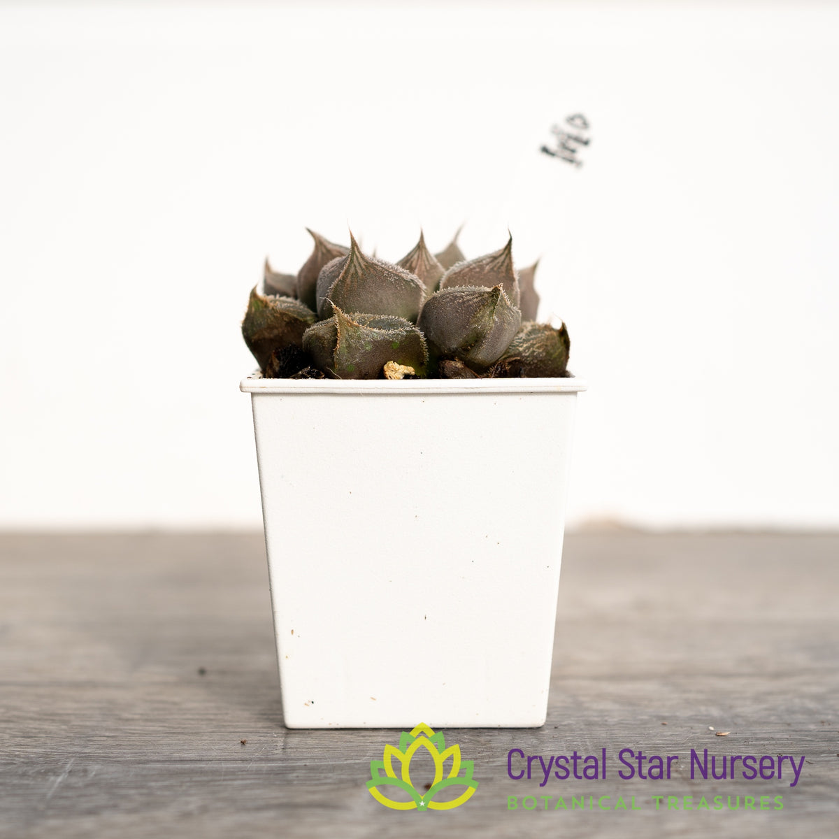 Haworthia Venusta Hybrid (SW003)