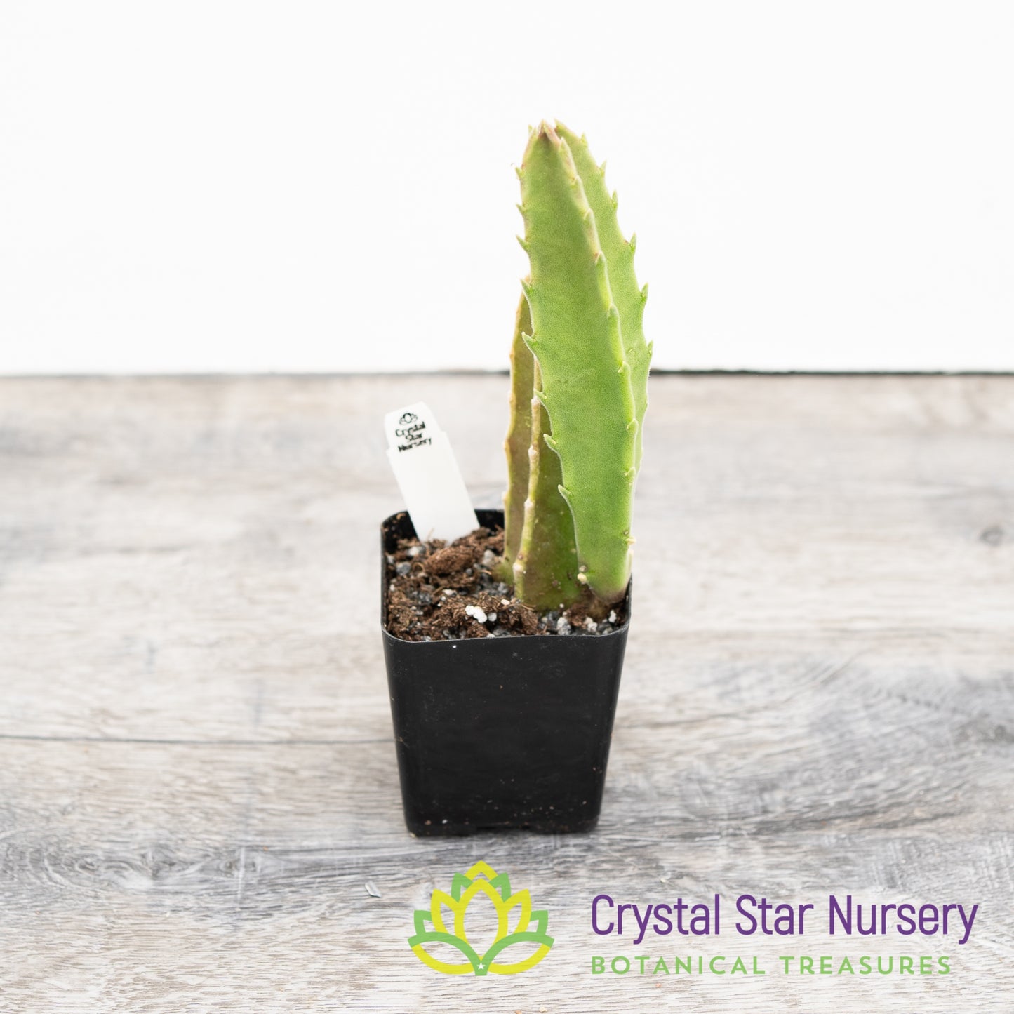 Stapelia Gigantea