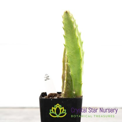 Stapelia Gigantea