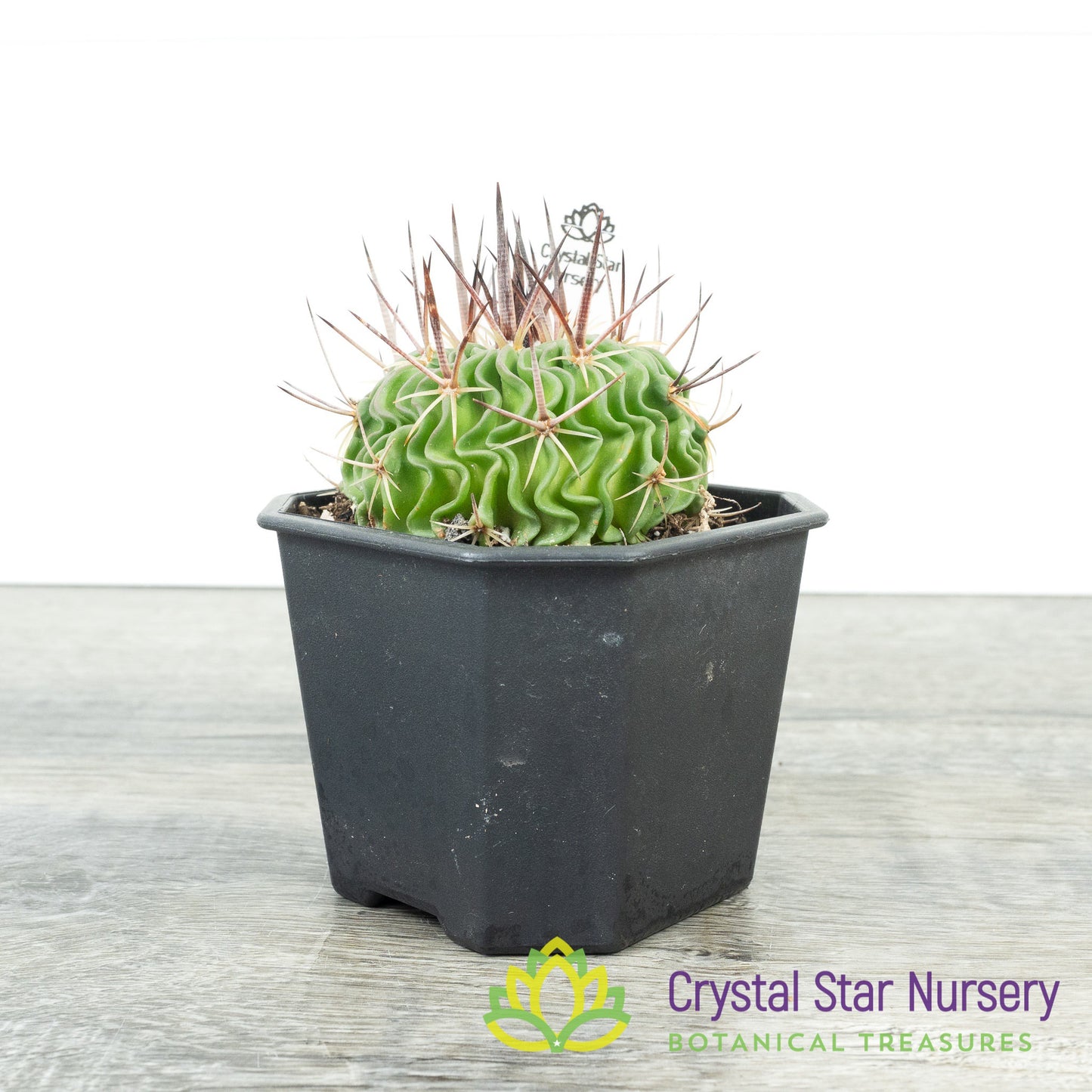 Stenocactus Multicostatus