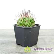 Stenocactus Multicostatus