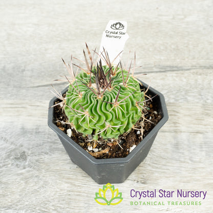 Stenocactus Multicostatus