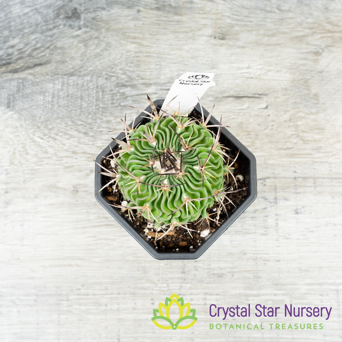 Stenocactus Multicostatus