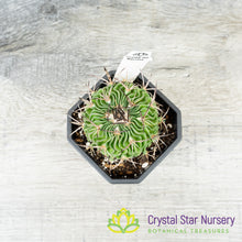 Stenocactus Multicostatus