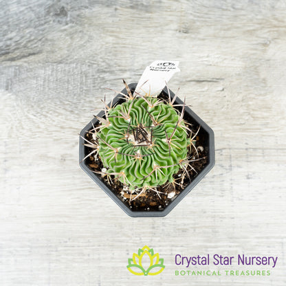 Stenocactus Multicostatus
