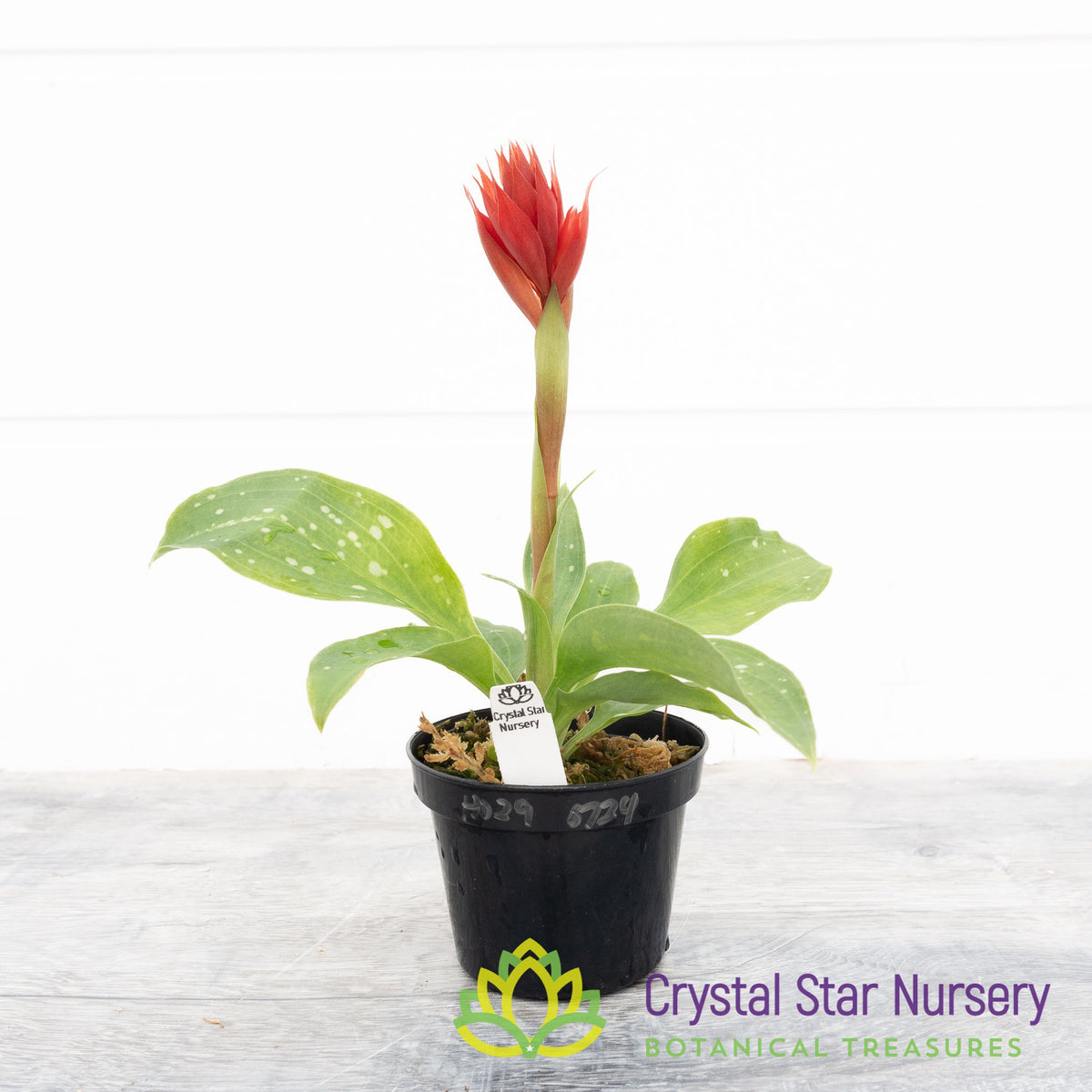 Stenorrhynchos Speciosum (H029)