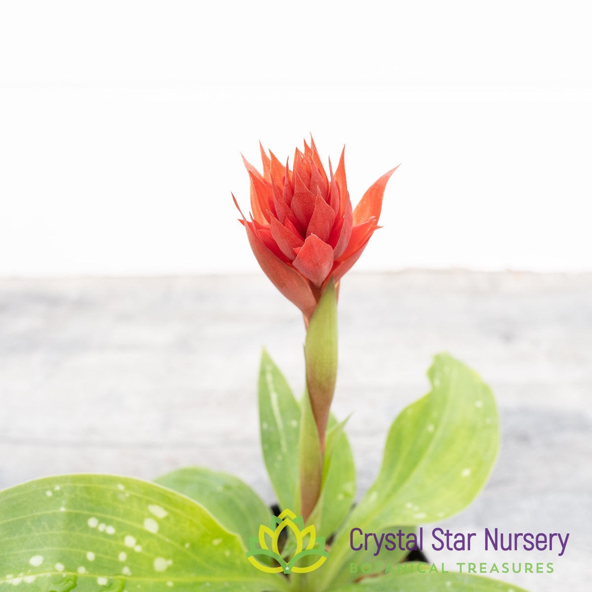 Stenorrhynchos Speciosum (H029)