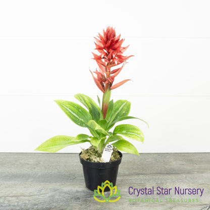Stenorrhynchos Speciosum (H029)