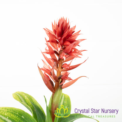 Stenorrhynchos Speciosum (H029)
