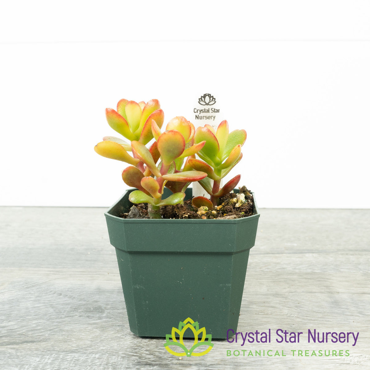 Super Mini Jade (Yellow Red) (KJ05)