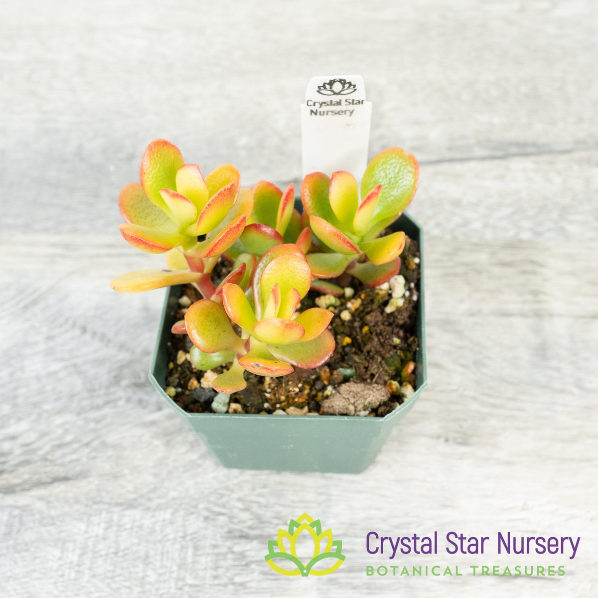 Super Mini Jade (Yellow Red) (KJ05)