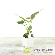 Syngonium Pink Splash