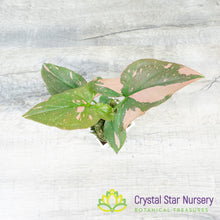 Syngonium Pink Splash