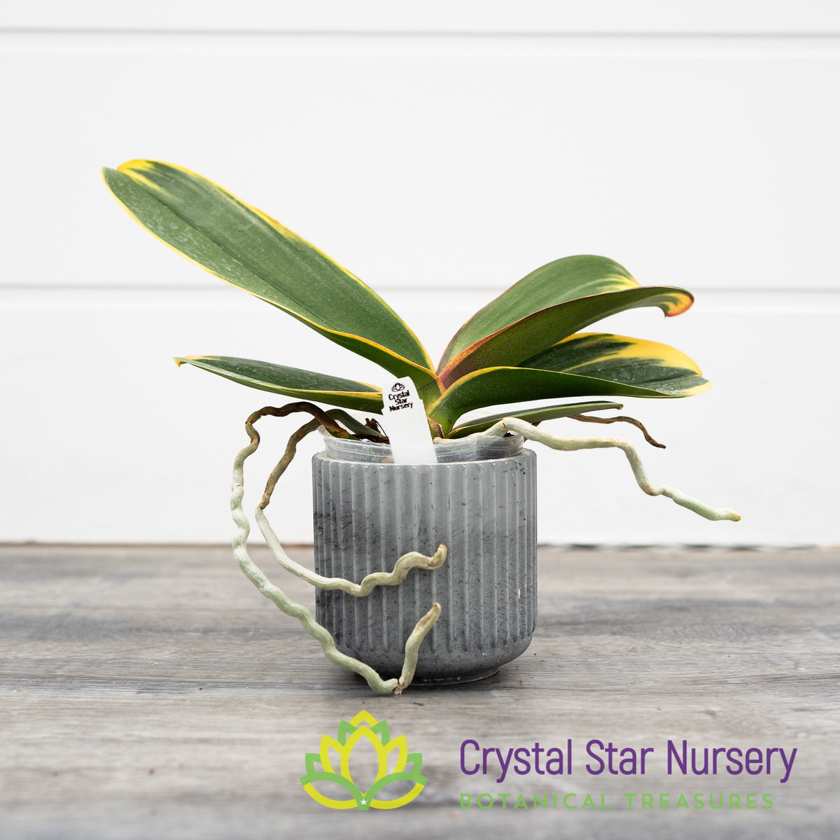 Phalaenopsis Ken&#39;s Sweetheart (Variegated) (M2)