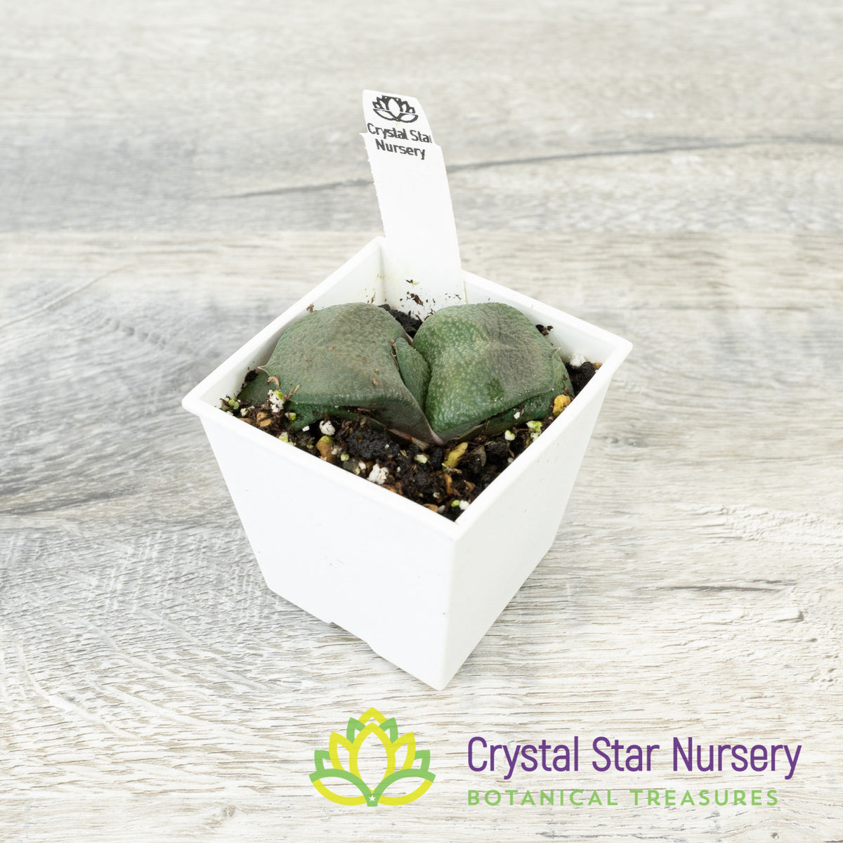 Gasteria Armstrongii