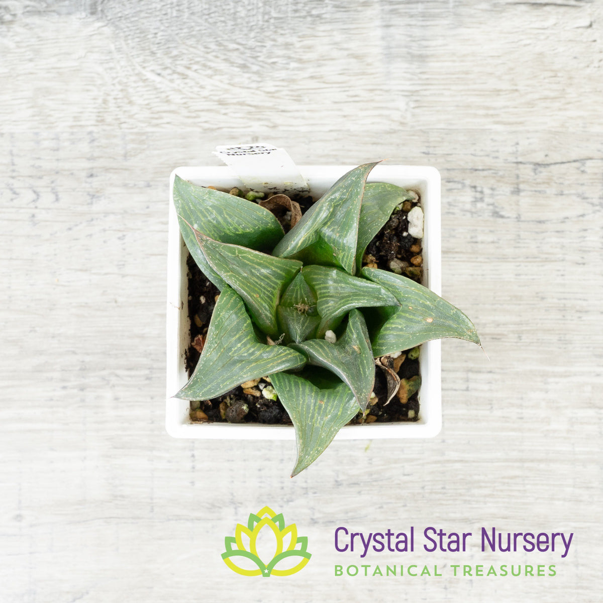Haworthia Comptoniana Hybrid (YZ001)