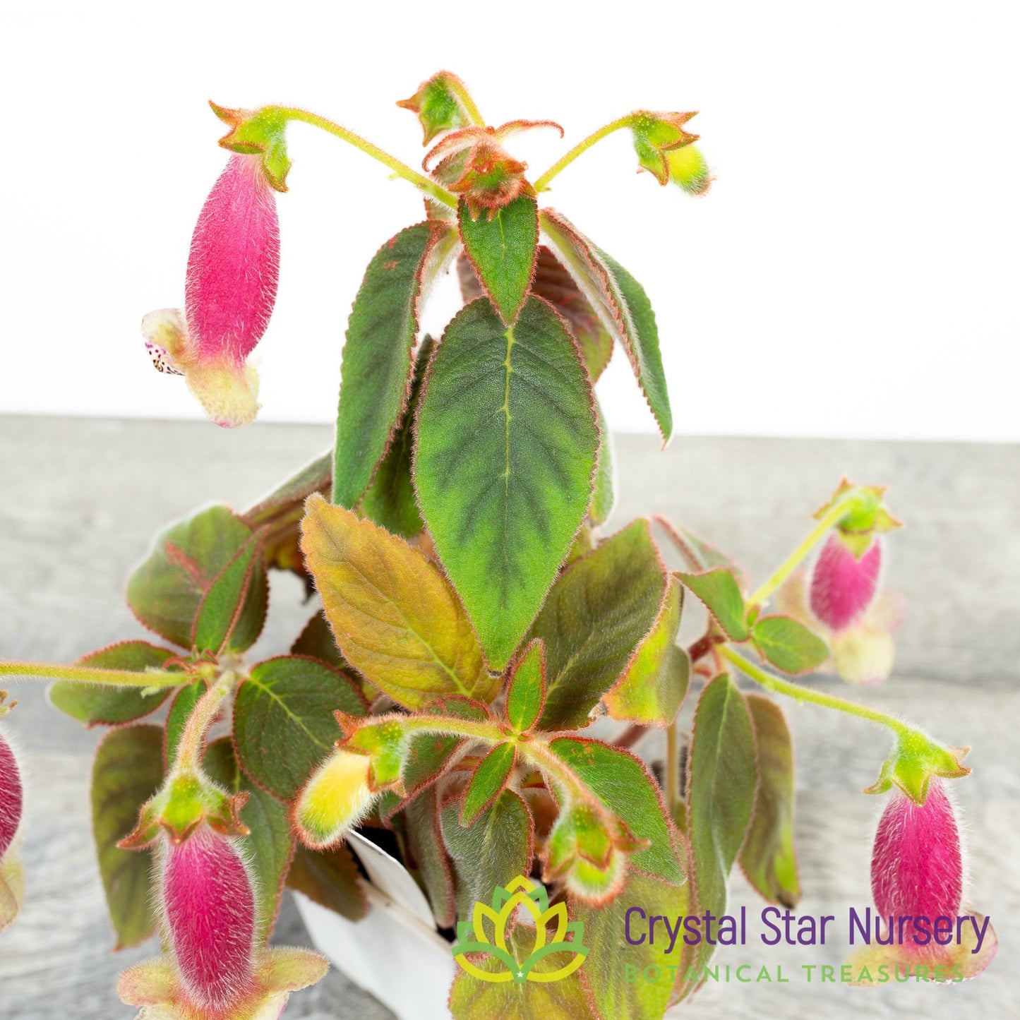 Kohleria warszewiczii