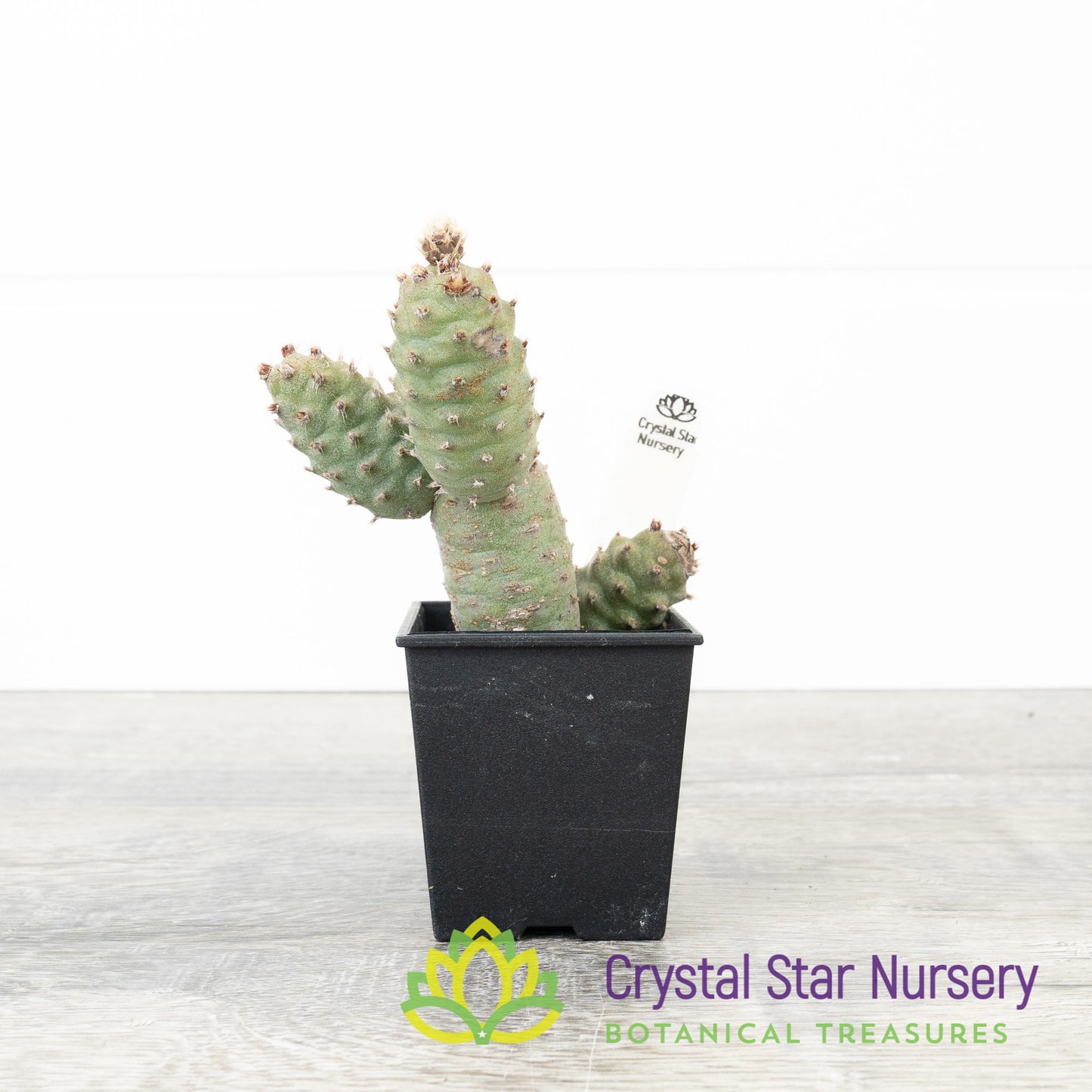 Tephrocactus articulatus var. strobiliformis